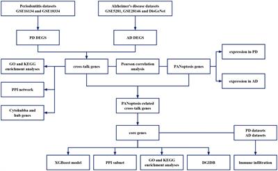 Identification of cross-talk pathways and PANoptosis-related genes in periodontitis and Alzheimer’s disease by bioinformatics analysis and machine learning